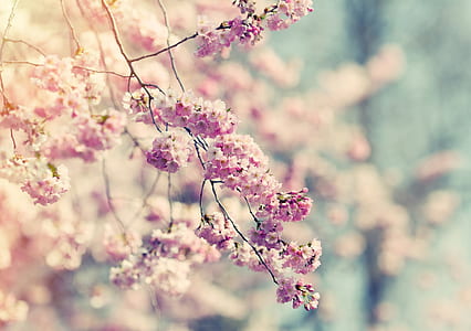 close up photography of pink and white petaled flowers thumbnail