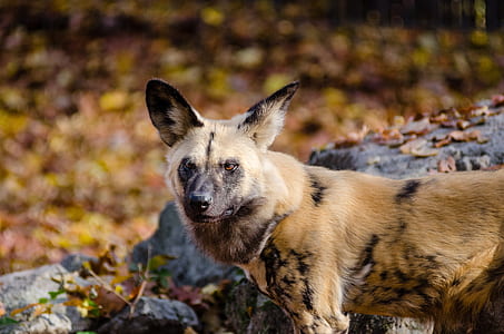 selective focus photo of brown and black fox thumbnail