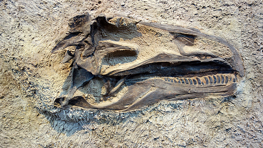 photo of dinosaur fossils on gray soil thumbnail