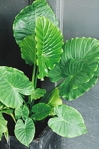 Green Plant thumbnail
