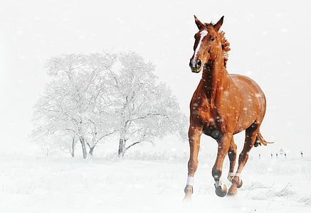horse illustration thumbnail
