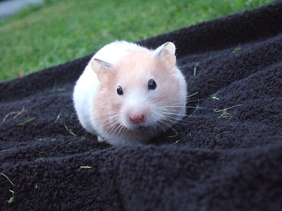 white and brown mouse on black sheet thumbnail