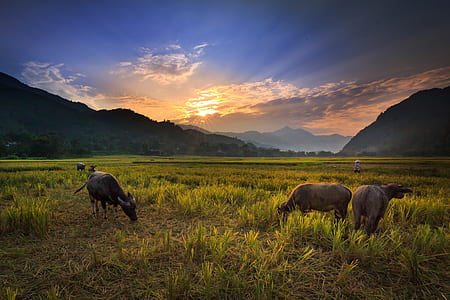 water buffalo eating grass during sunset thumbnail