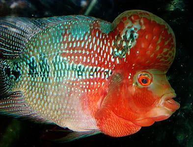 closeup photo of pink and white flowerhorn cichlid thumbnail