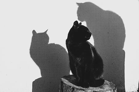 grayscale photo of cat on log piece thumbnail