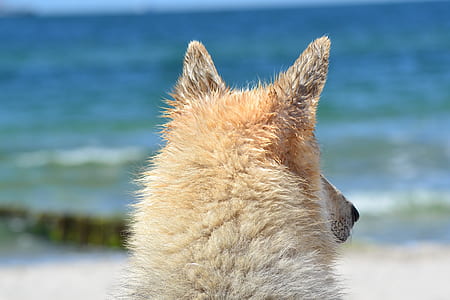medium short-coated white dog leaning at the sea thumbnail