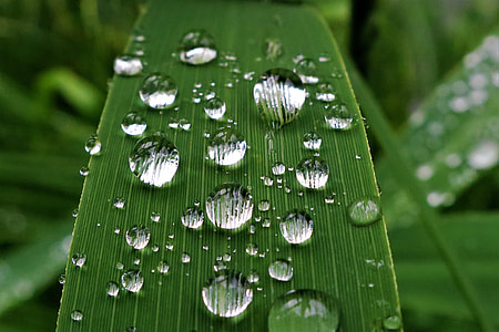 water dew on green leaf plant thumbnail