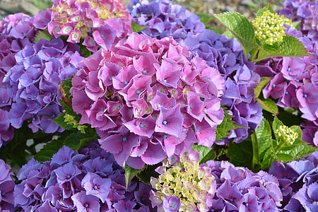 close-up photo of purple and pink hydrangea flowers thumbnail