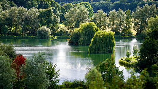 Green Leafed Tree thumbnail