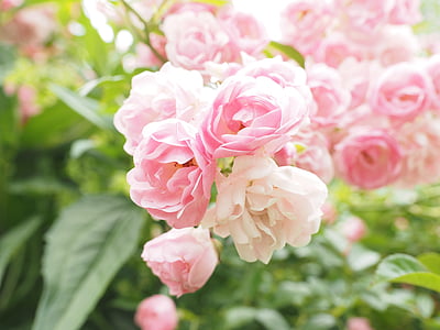 shallow focus photo of pink roses thumbnail
