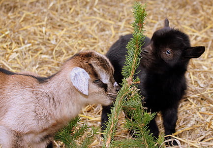two brown and black goat kids thumbnail