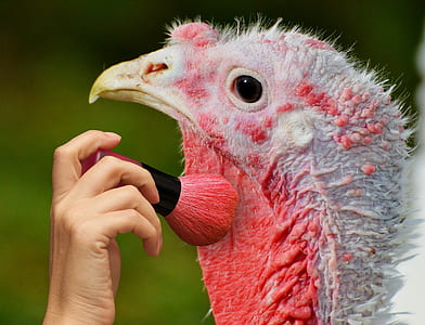 person holding red makeup brush brushing turkey thumbnail