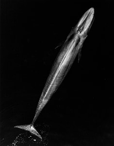 Blue Whale Adult Swimming thumbnail