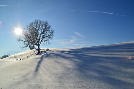 tree on snowfield under clear sky thumbnail