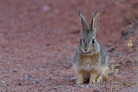 black and brown rabbit standing on brown ground thumbnail