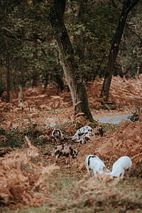brown and white pigs thumbnail