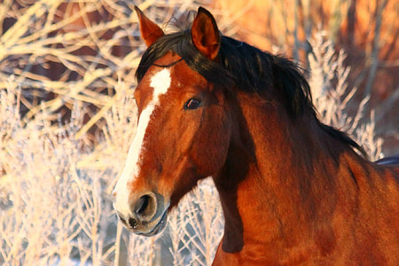 close-up photo of brown and white horse thumbnail