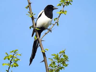 white and black bird sitting on brown branch thumbnail