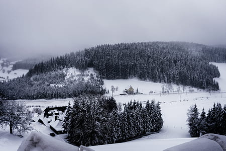 trees during winter] thumbnail