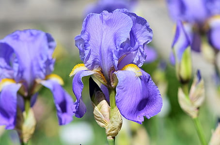 selective focus photography of purple petaled flowers thumbnail