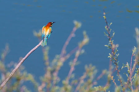 bird perched on branch during daytime thumbnail