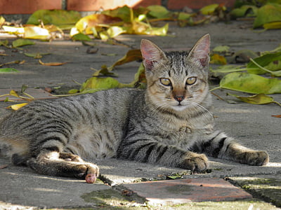 silver tabby cat lying on gray concrete floor thumbnail
