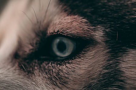short-fur brown and black animal thumbnail