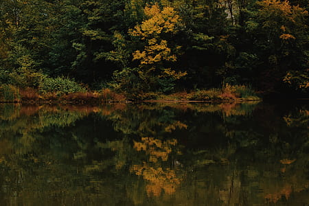 yellow and green leaf trees with water reflection thumbnail