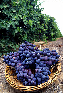 basket of blueberries on ground at daytime thumbnail