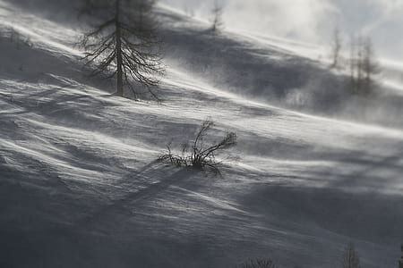 green tree thumbnail