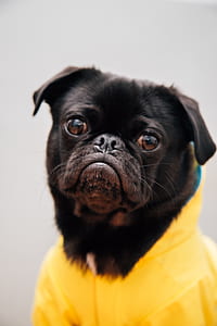 shallow focus photography of adult pug thumbnail
