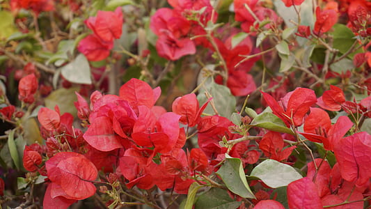 nature, red, flowers, garden thumbnail