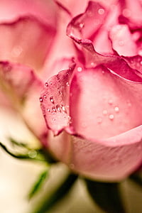 close up photography of pink petaled flowers thumbnail