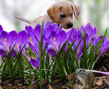 yellow Labrador retriever puppy and purple flower field at daytime thumbnail