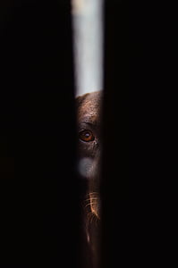 close-up photo of dog watching in hole thumbnail