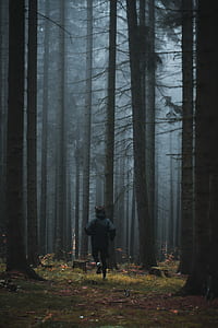 person running under tall trees during daytime thumbnail