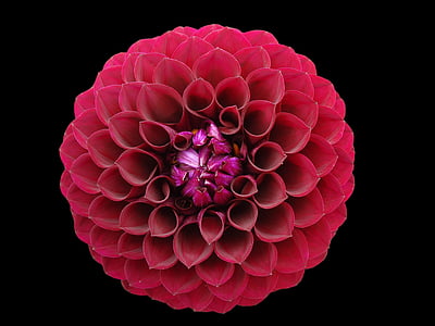 pink petaled flower thumbnail