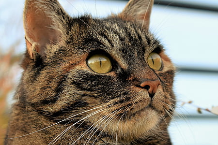 macro photography of calico cat thumbnail