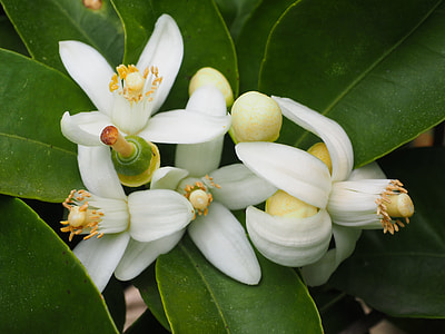 white flowers thumbnail