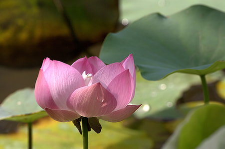 shallow focus photography of pink flower thumbnail