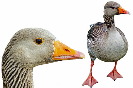 photo of gray duck thumbnail