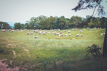 herd of goats on grass field thumbnail