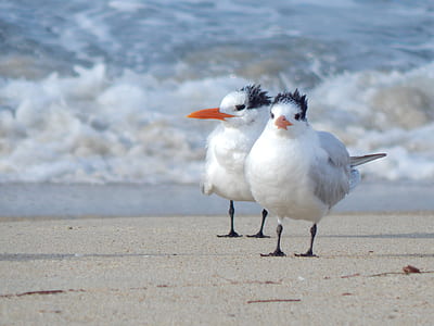 two white birds on seashore thumbnail