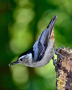 gray and black bird selective focus photography thumbnail