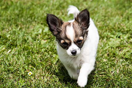 puppy walking on green grass thumbnail