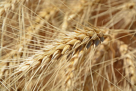 Brown Wheat Plant thumbnail