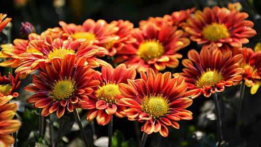 closeup photo of orange petaled flowers thumbnail