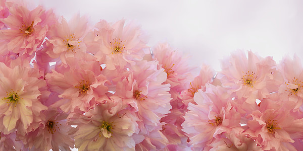 shallow focus photography of pink flowers thumbnail