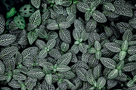 green leafed plant thumbnail