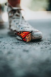 selective focus monarch butterfly perching on white shoe thumbnail